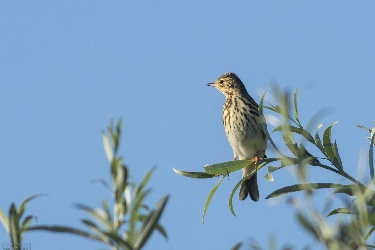 Tree Pipit - ML645947579