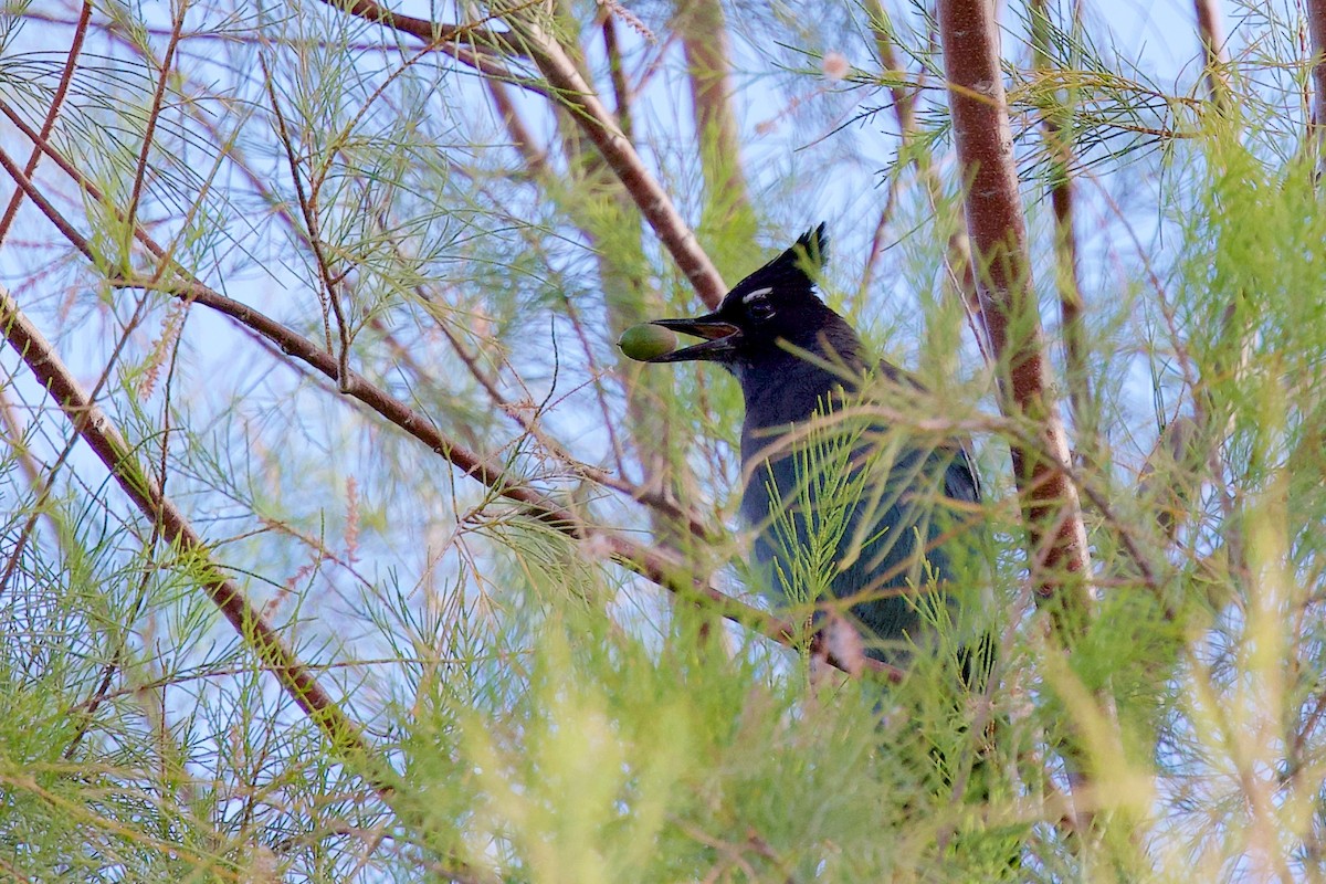 Steller's Jay - ML645947580