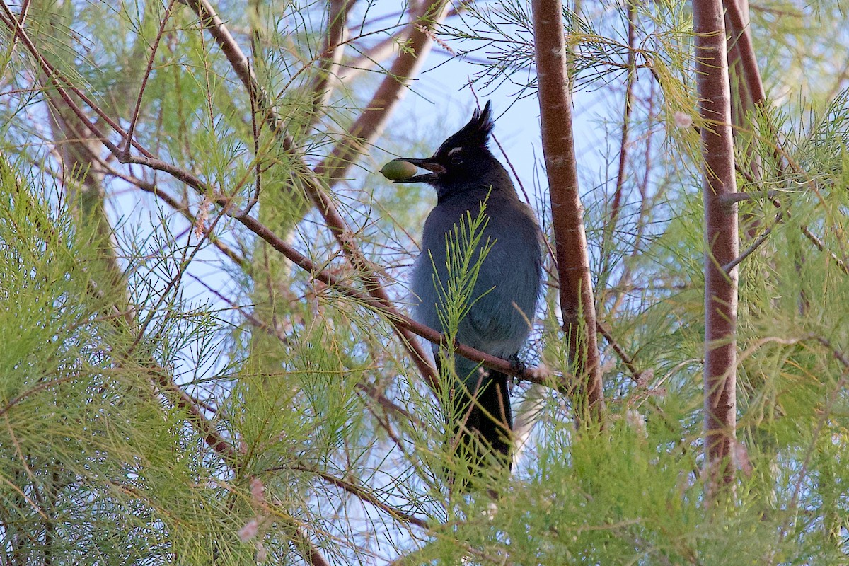 Steller's Jay - ML645947581