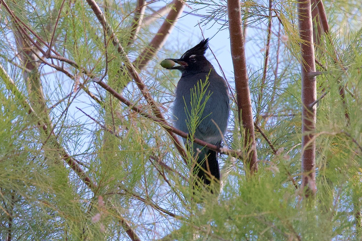 Steller's Jay - ML645947582