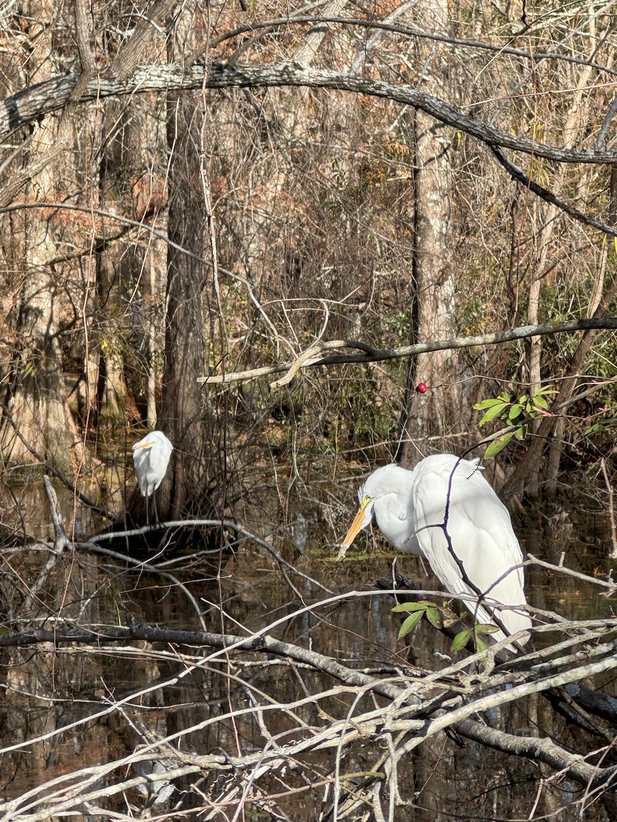 Great Egret - ML645947586