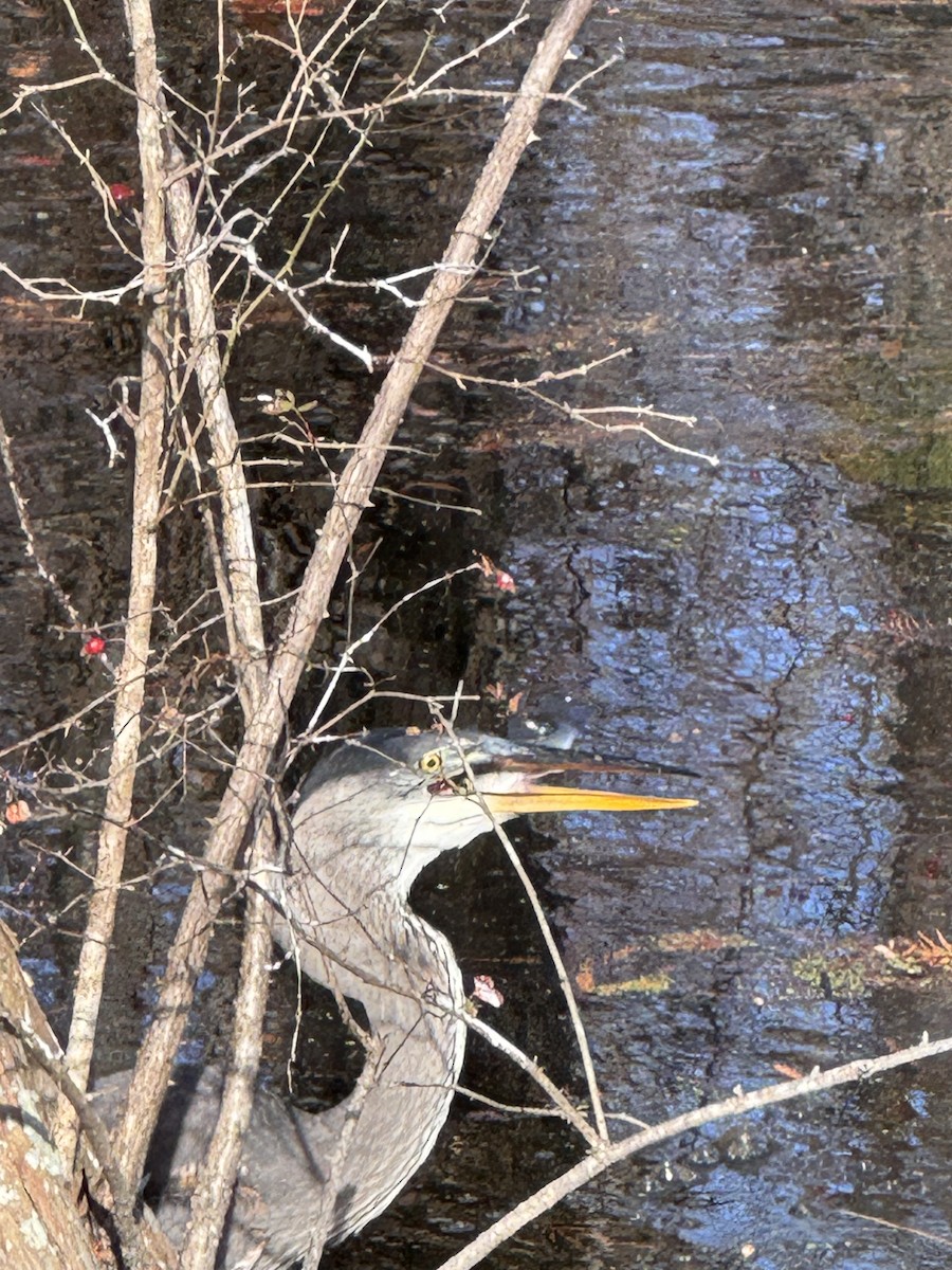 Great Blue Heron (Great Blue) - ML645947591