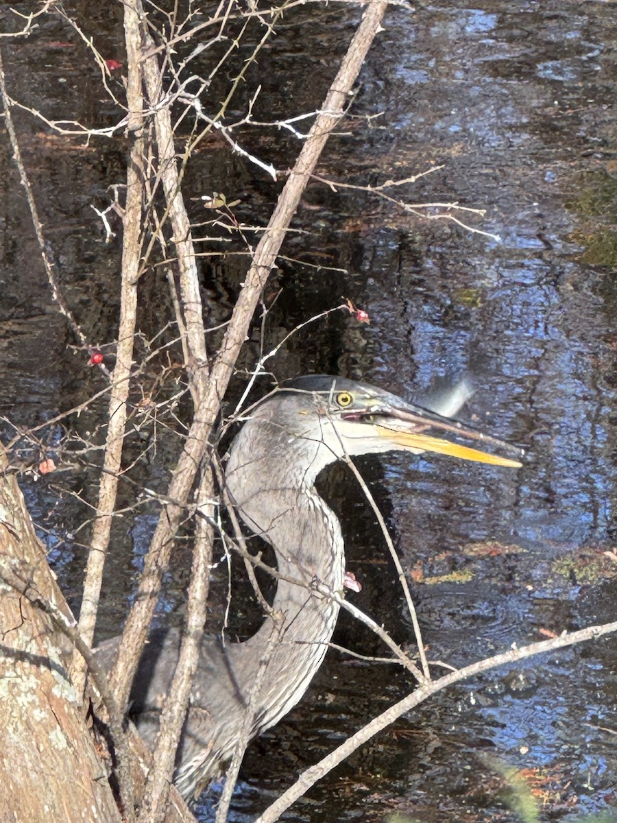 Great Blue Heron (Great Blue) - ML645947592