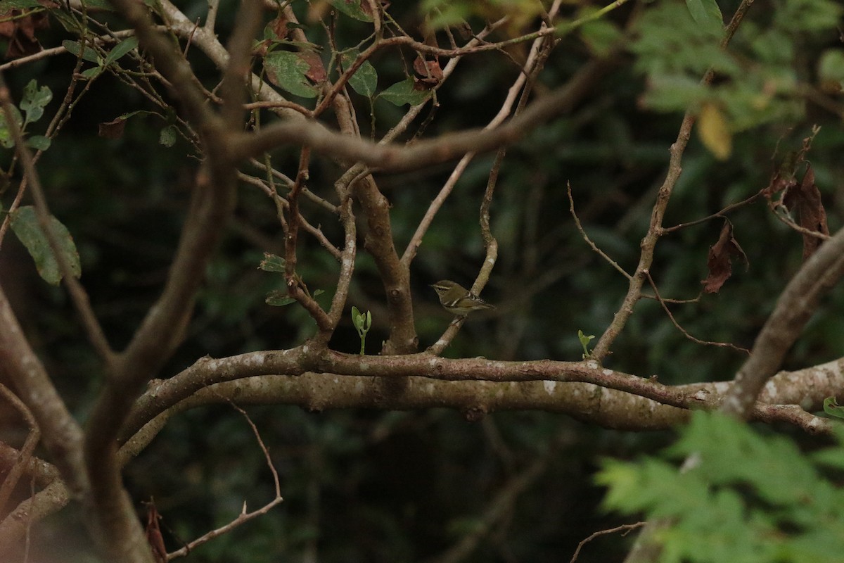 Yellow-browed Warbler - ML645947596