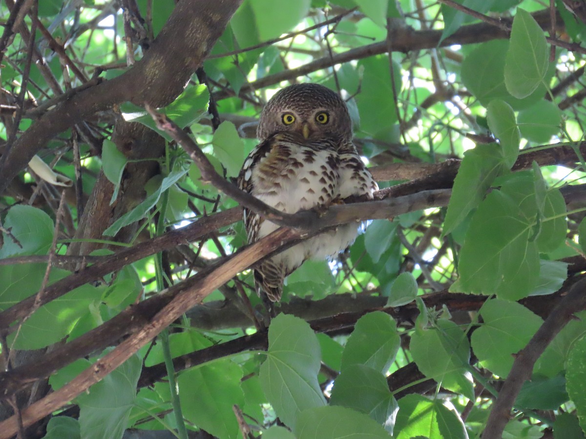 African Barred Owlet - ML645947610