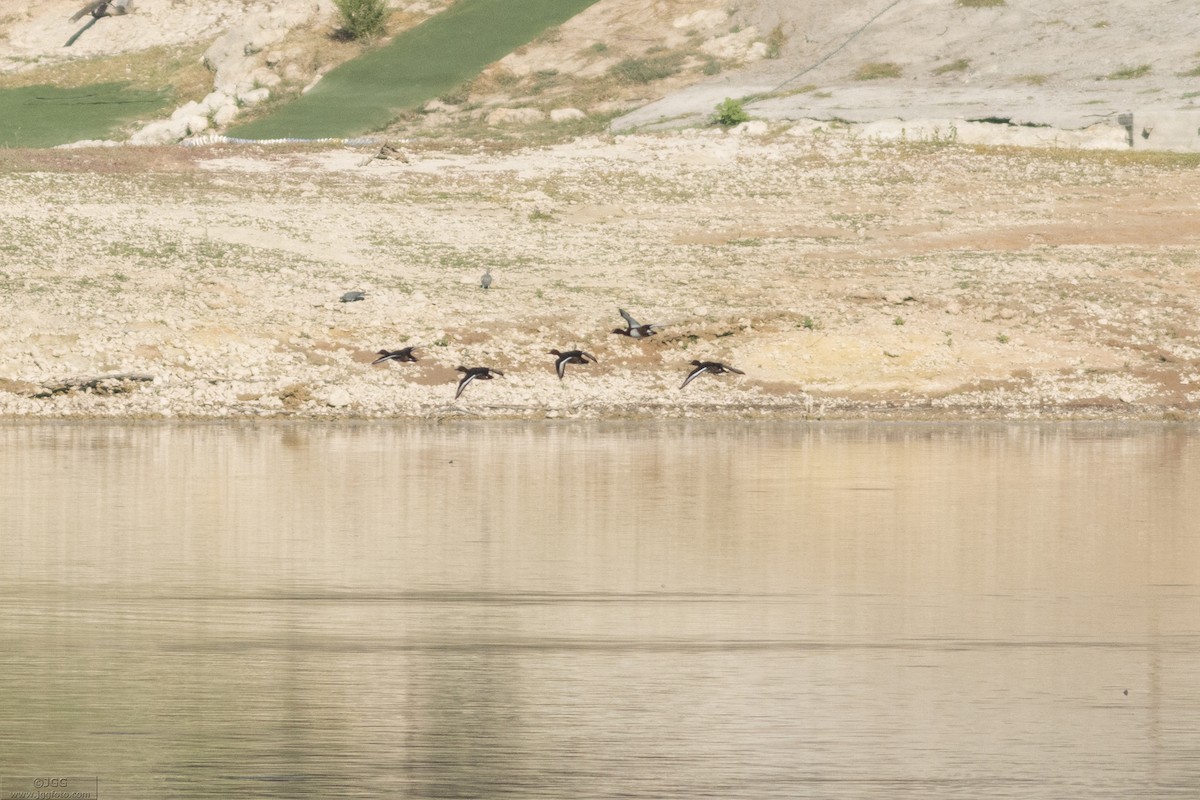 Ferruginous Duck - ML645947612