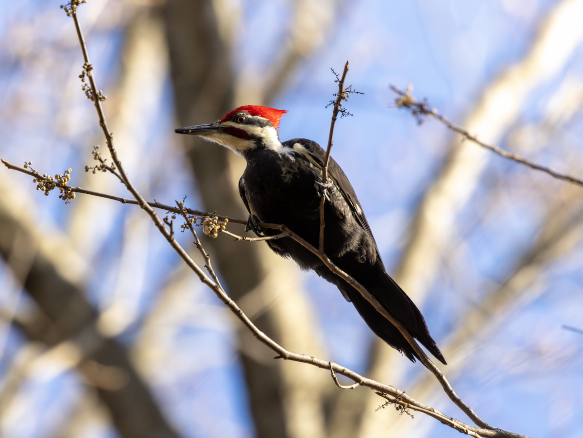 Pileated Woodpecker - ML645947615
