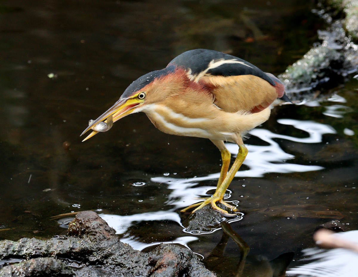 コヨシゴイ - ML645947620