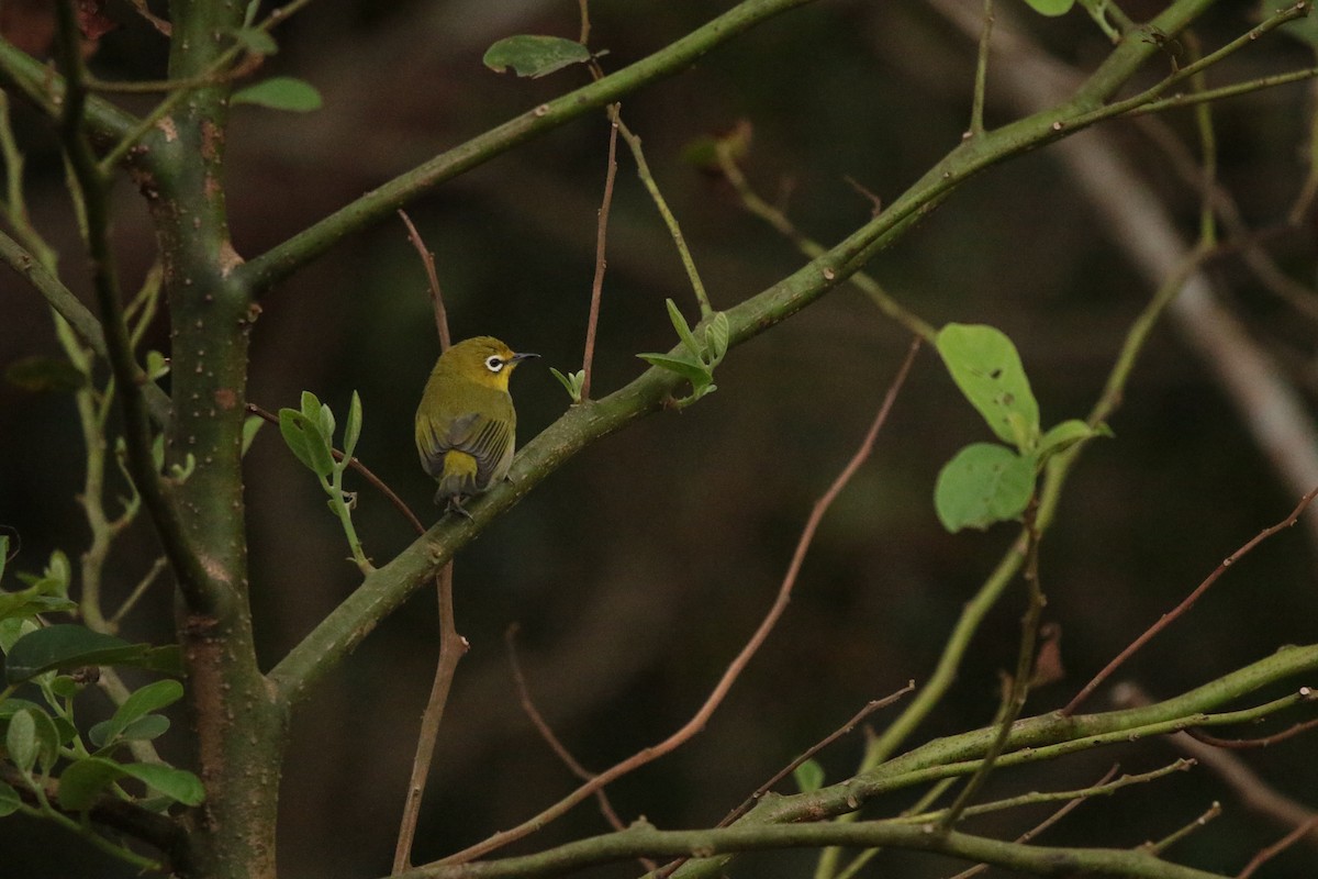 Swinhoe's White-eye - ML645947621