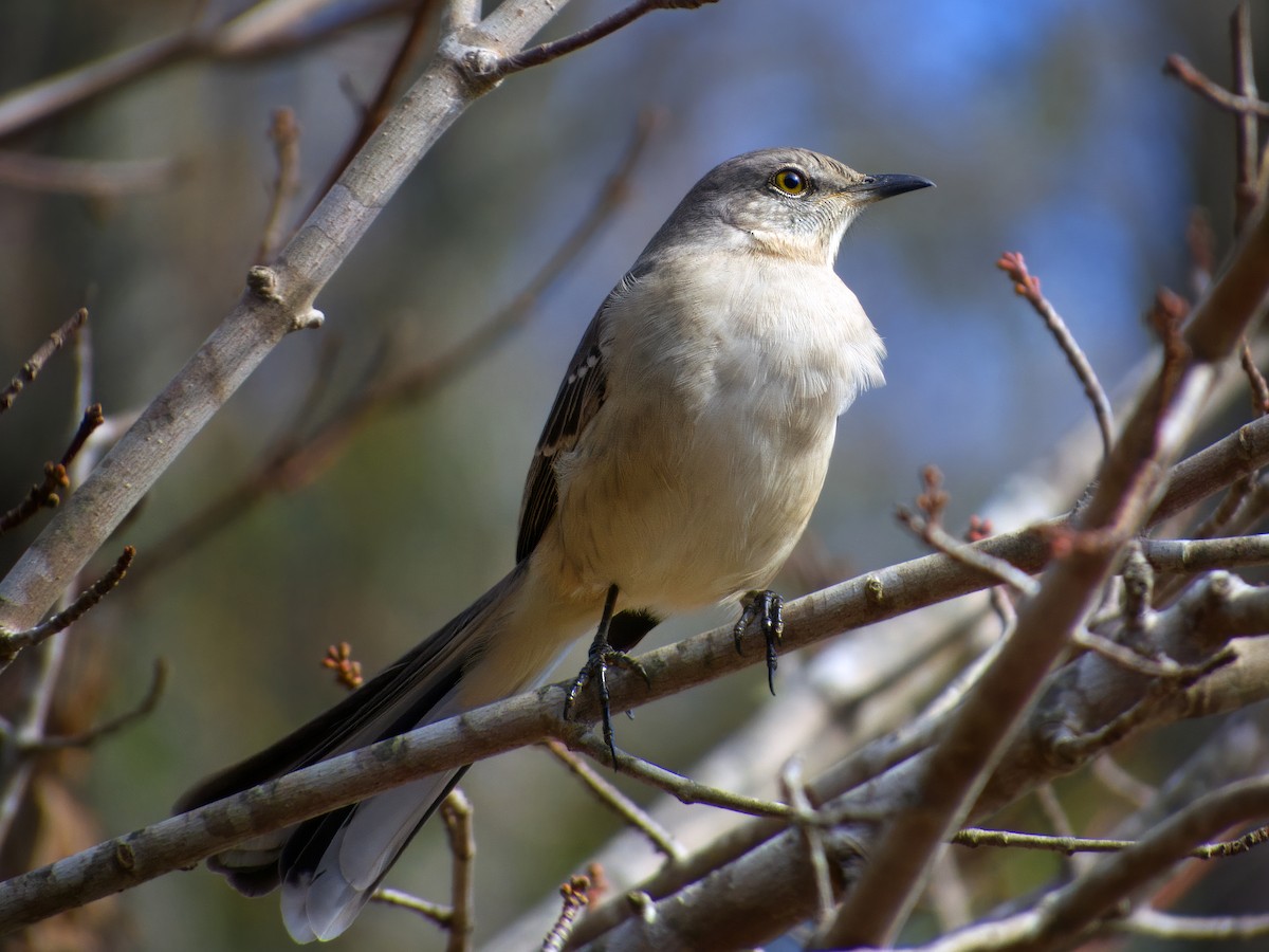 Northern Mockingbird - ML645947624