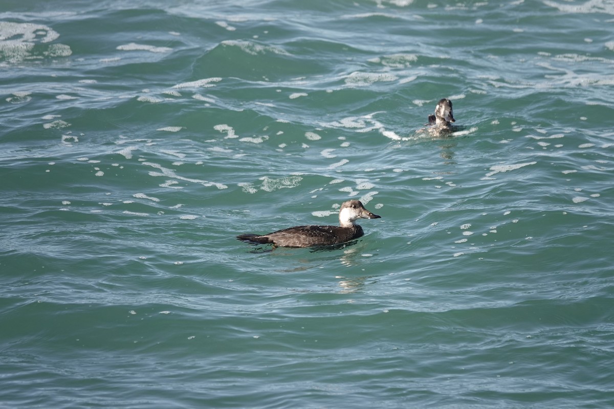 Black Scoter - ML645947625