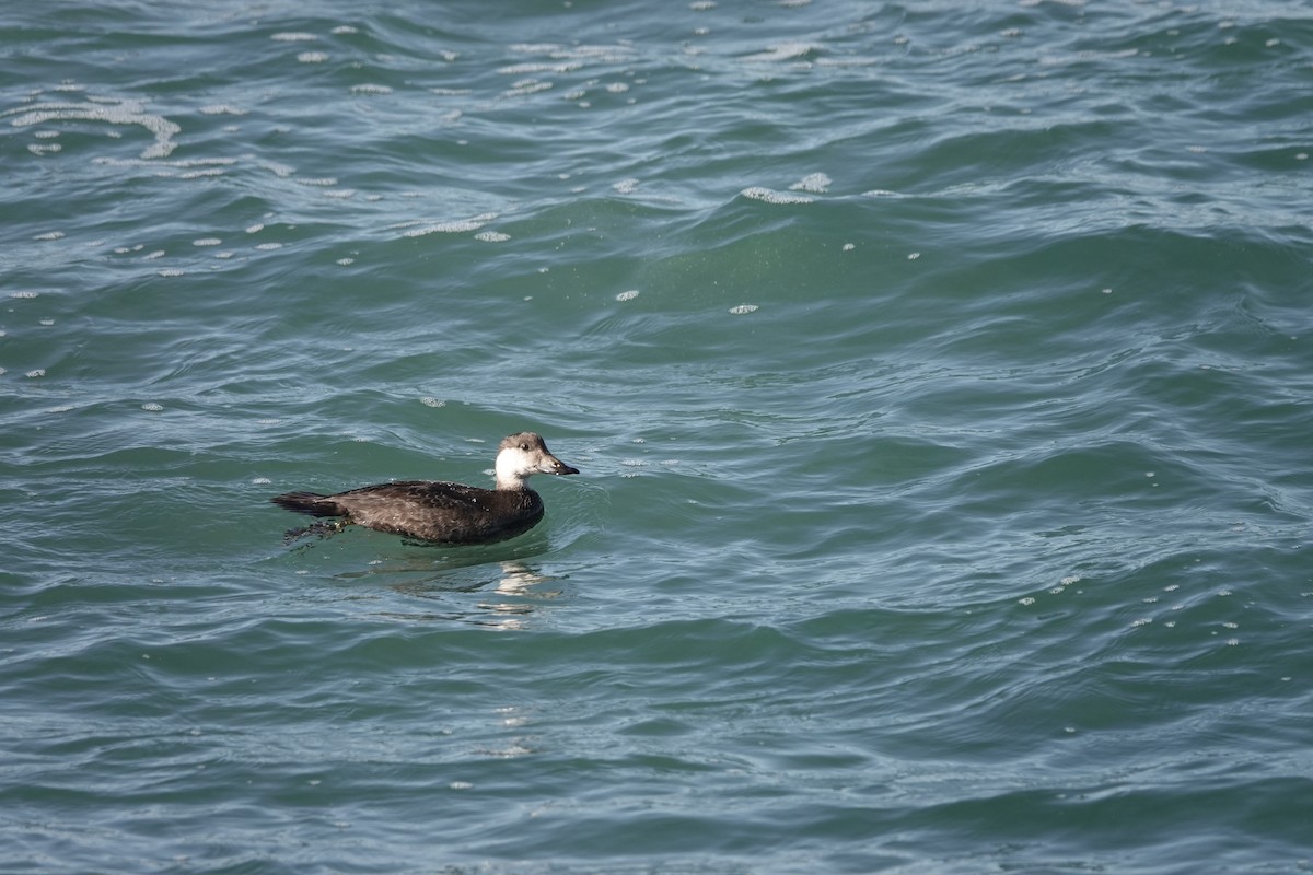 Black Scoter - ML645947626