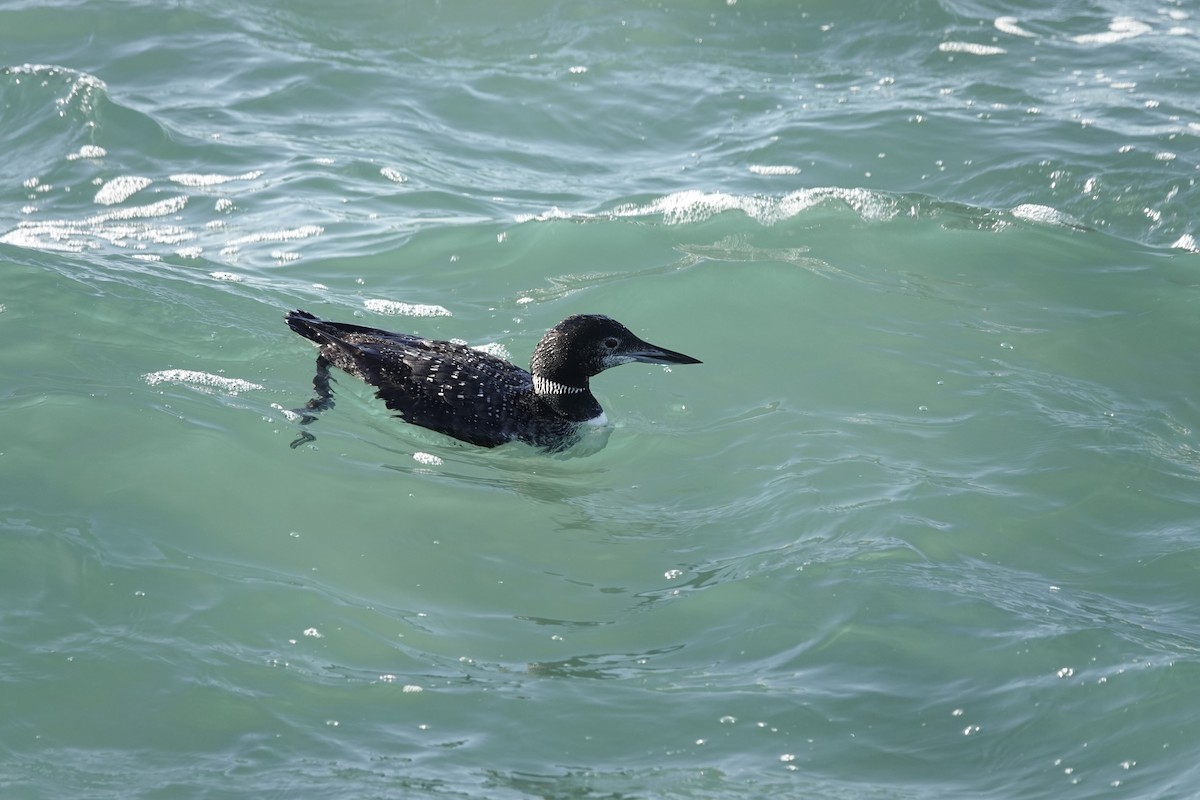 Common Loon - ML645947638