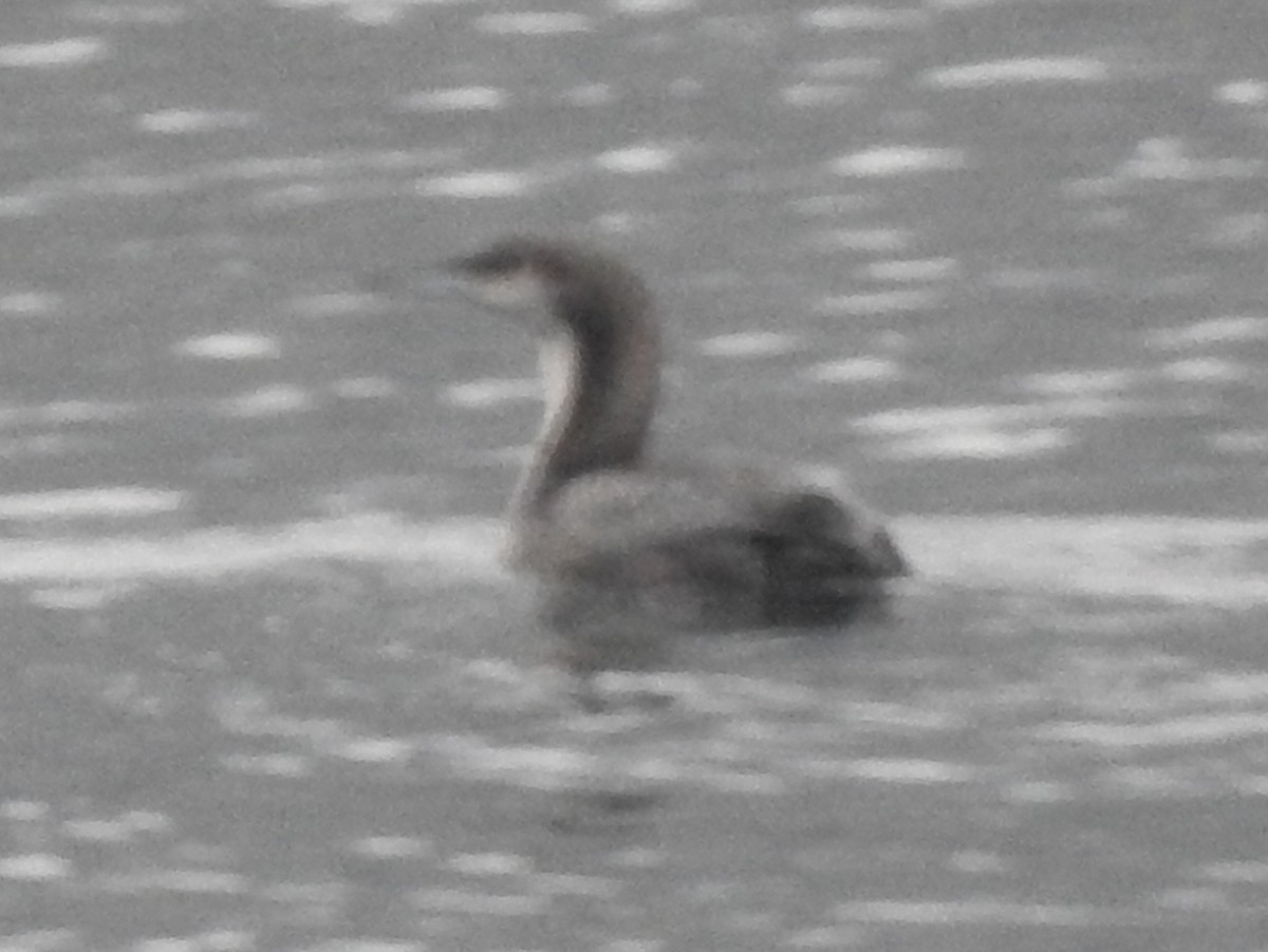 Pacific Loon - ML645947641