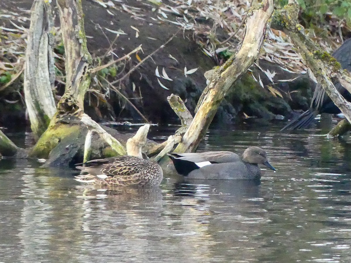 Gadwall - ML645947645