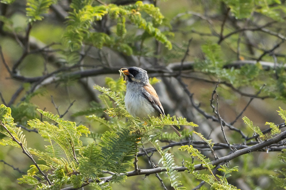 Incaspiza Bigotudo - ML645947647
