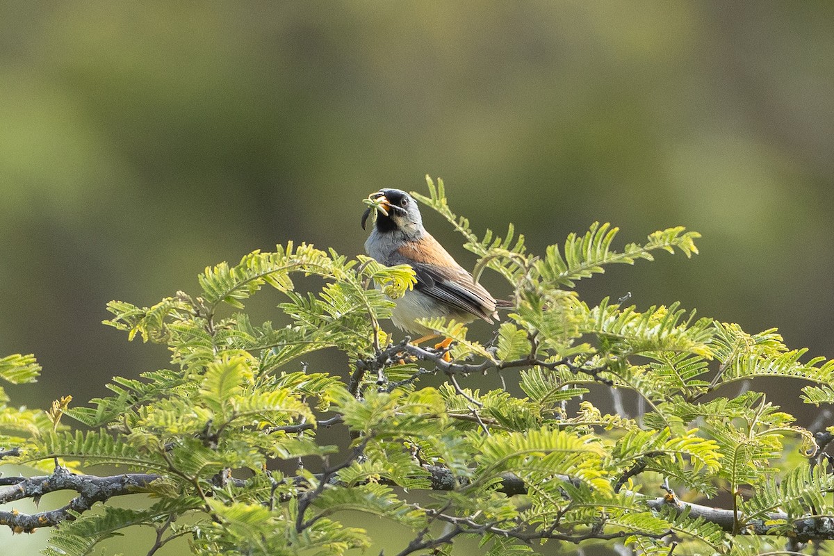 Incaspiza Bigotudo - ML645947648