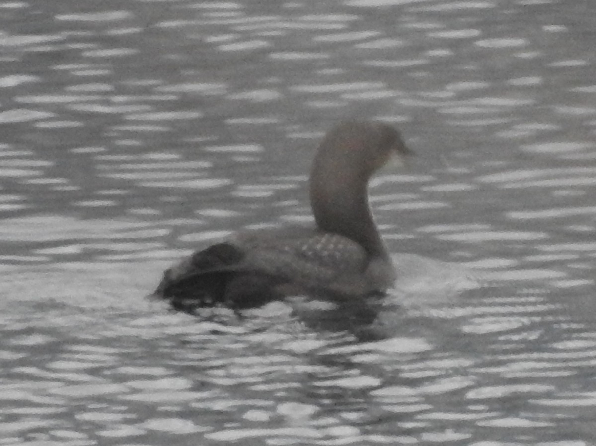 Pacific Loon - ML645947649