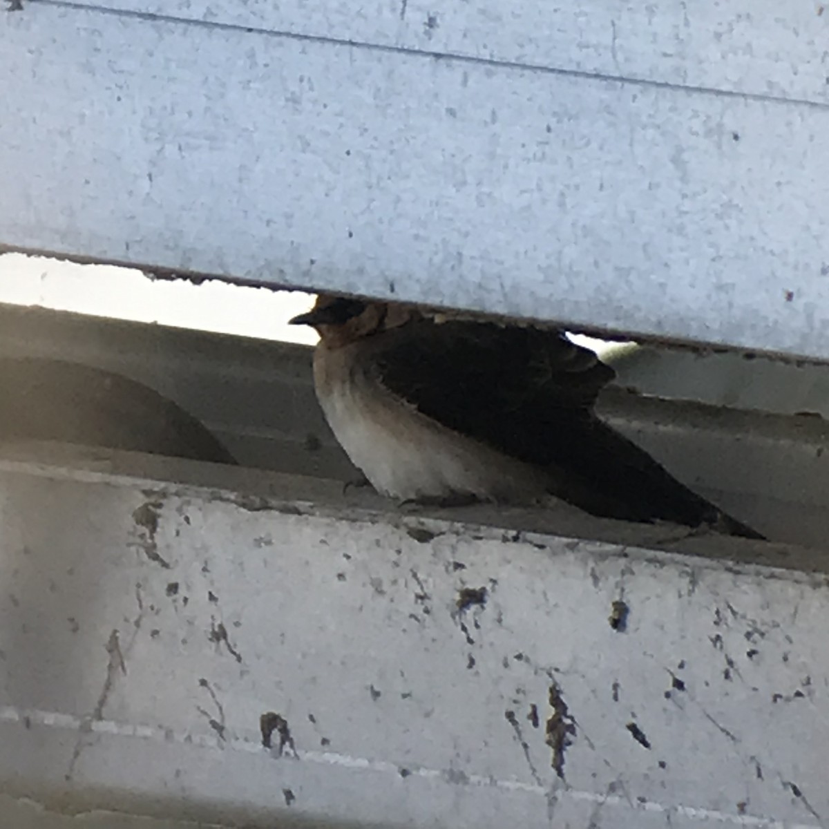 Cave Swallow - ML645947650