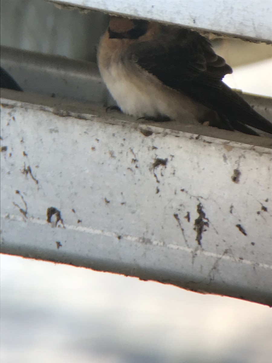 Cave Swallow - ML645947651