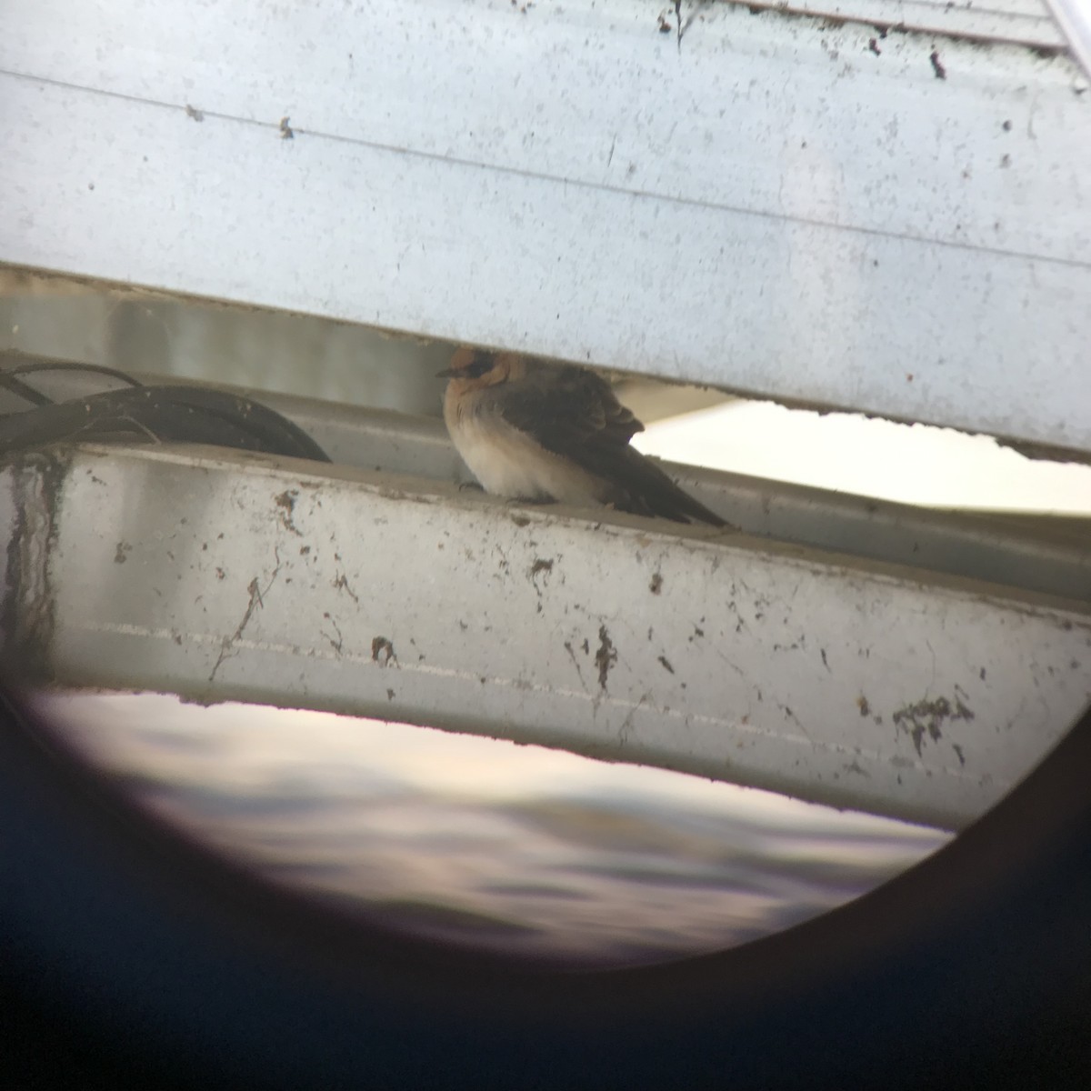 Cave Swallow - ML645947652