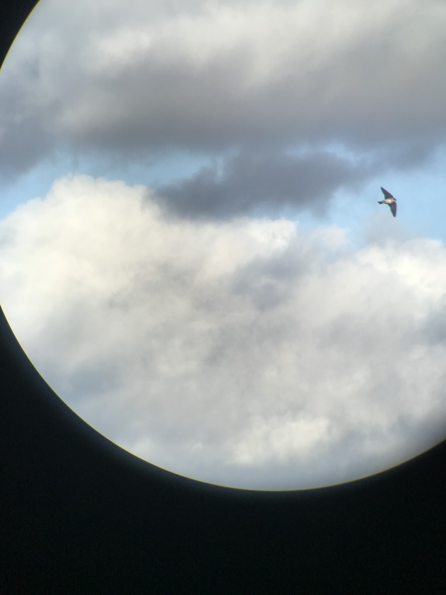 Cave Swallow - ML645947653