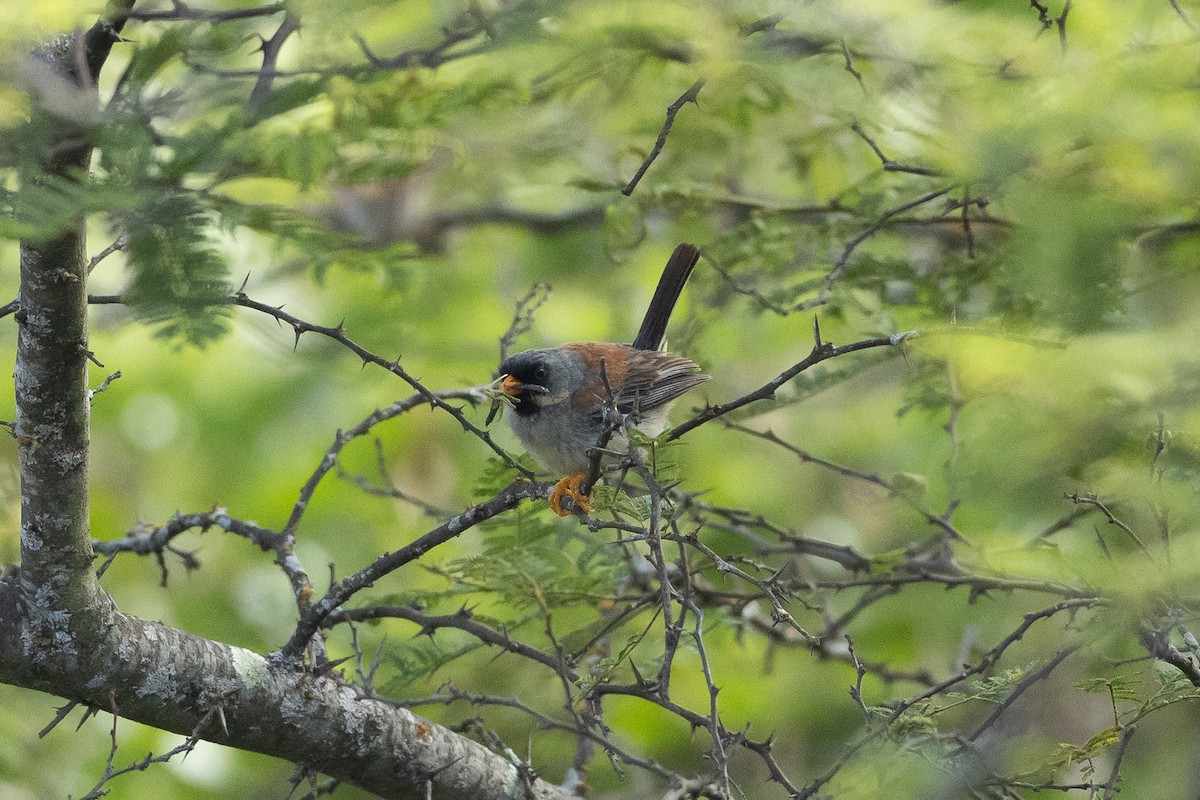 Incaspiza Bigotudo - ML645947655