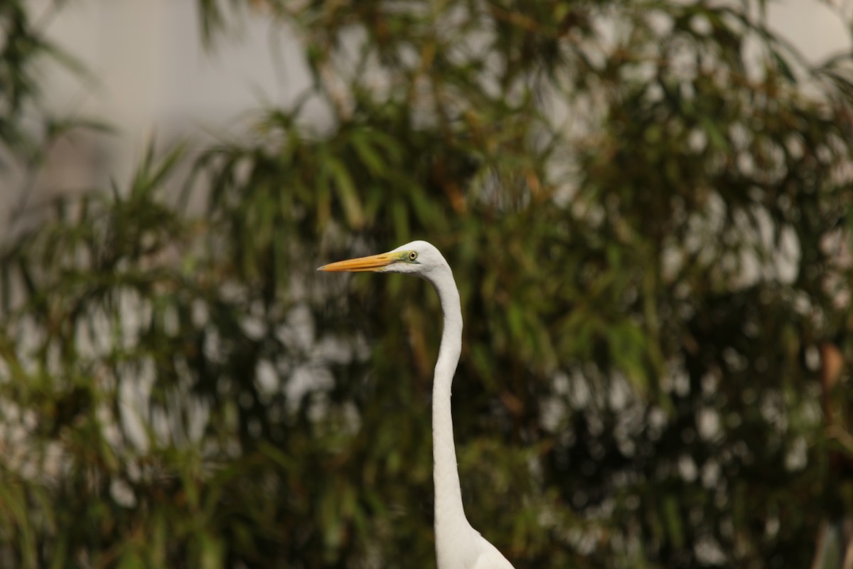 Great Egret - ML645947658