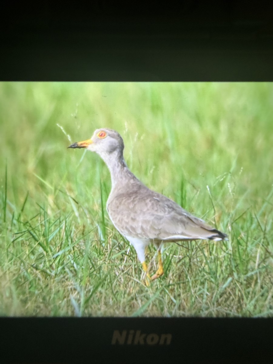 Gray-headed Lapwing - ML645947659