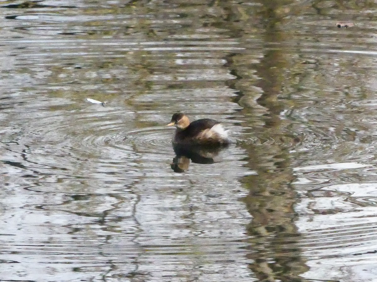 Little Grebe - ML645947663