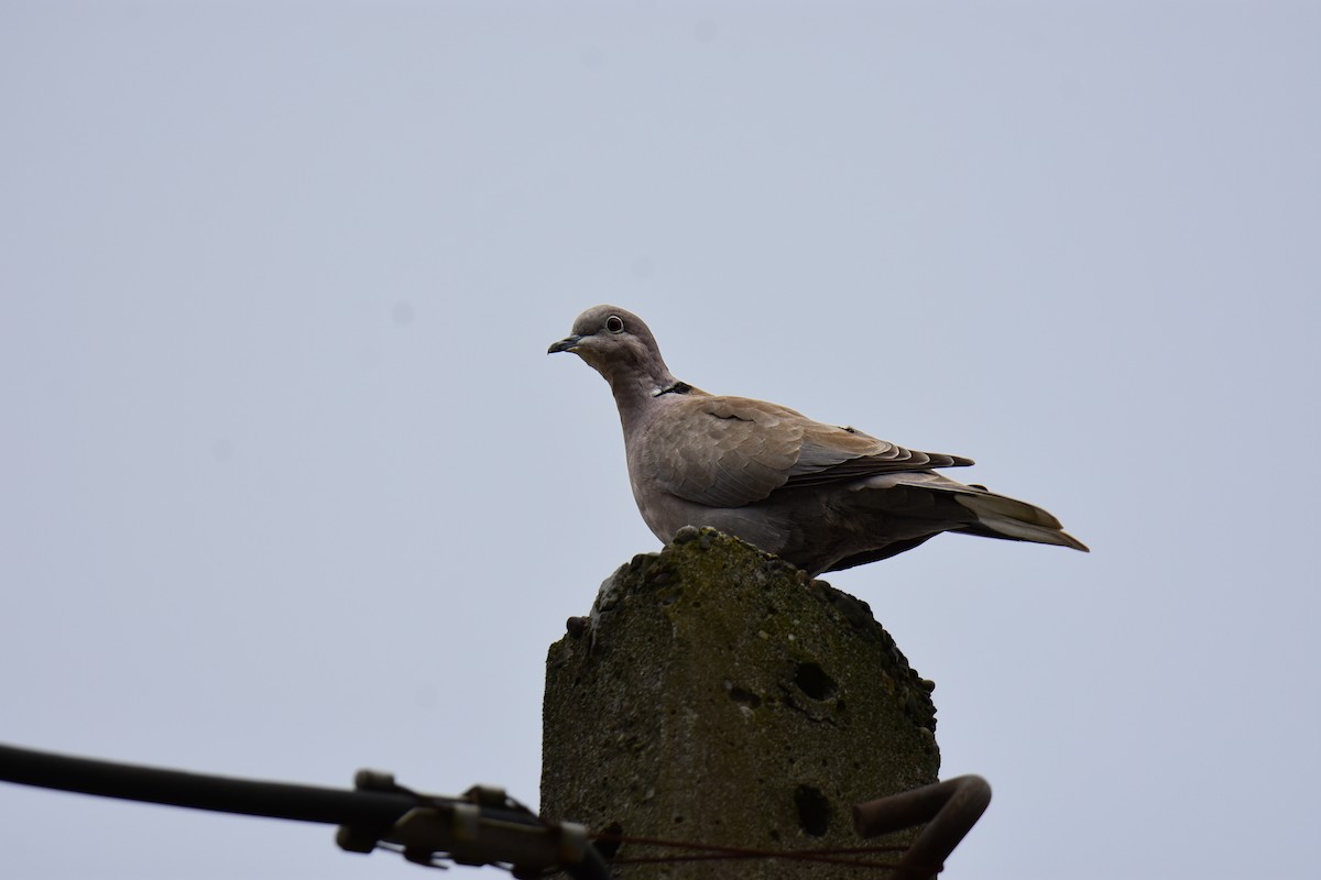 Eurasian Collared-Dove - ML645947665