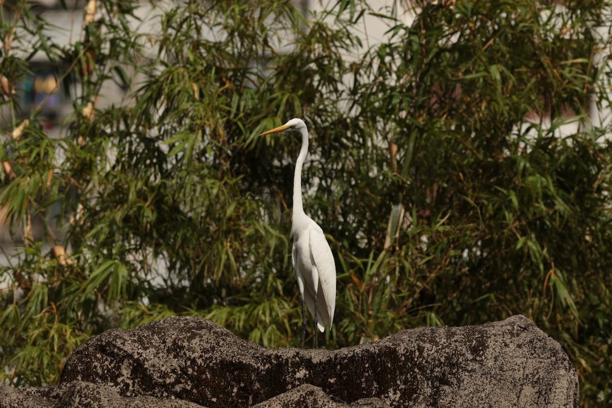 Great Egret - ML645947667