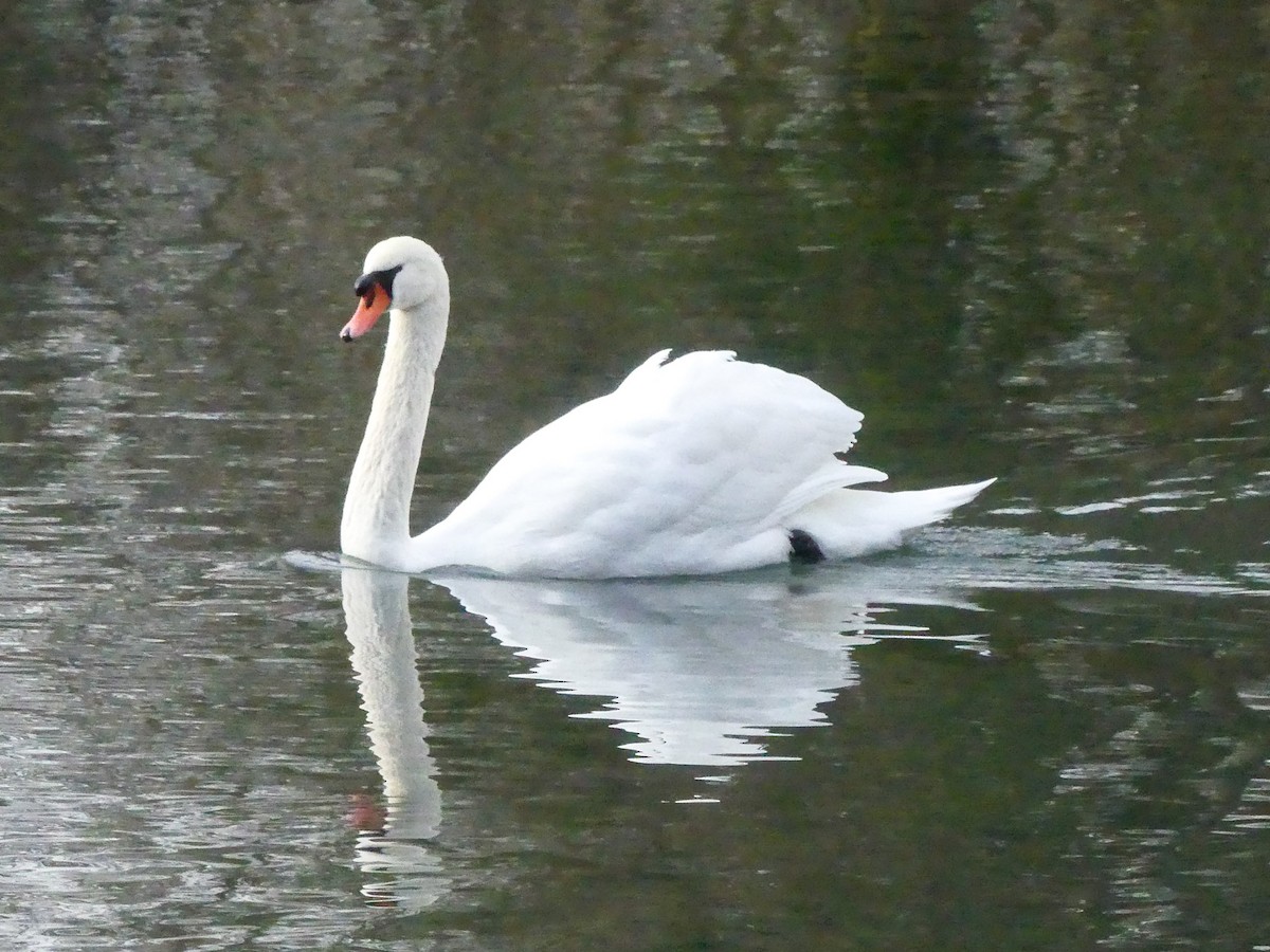 Mute Swan - ML645947684