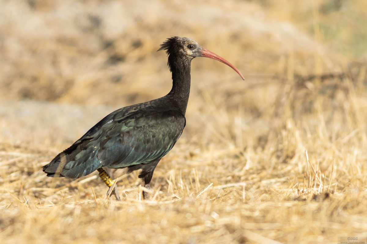 Northern Bald Ibis - ML645947686