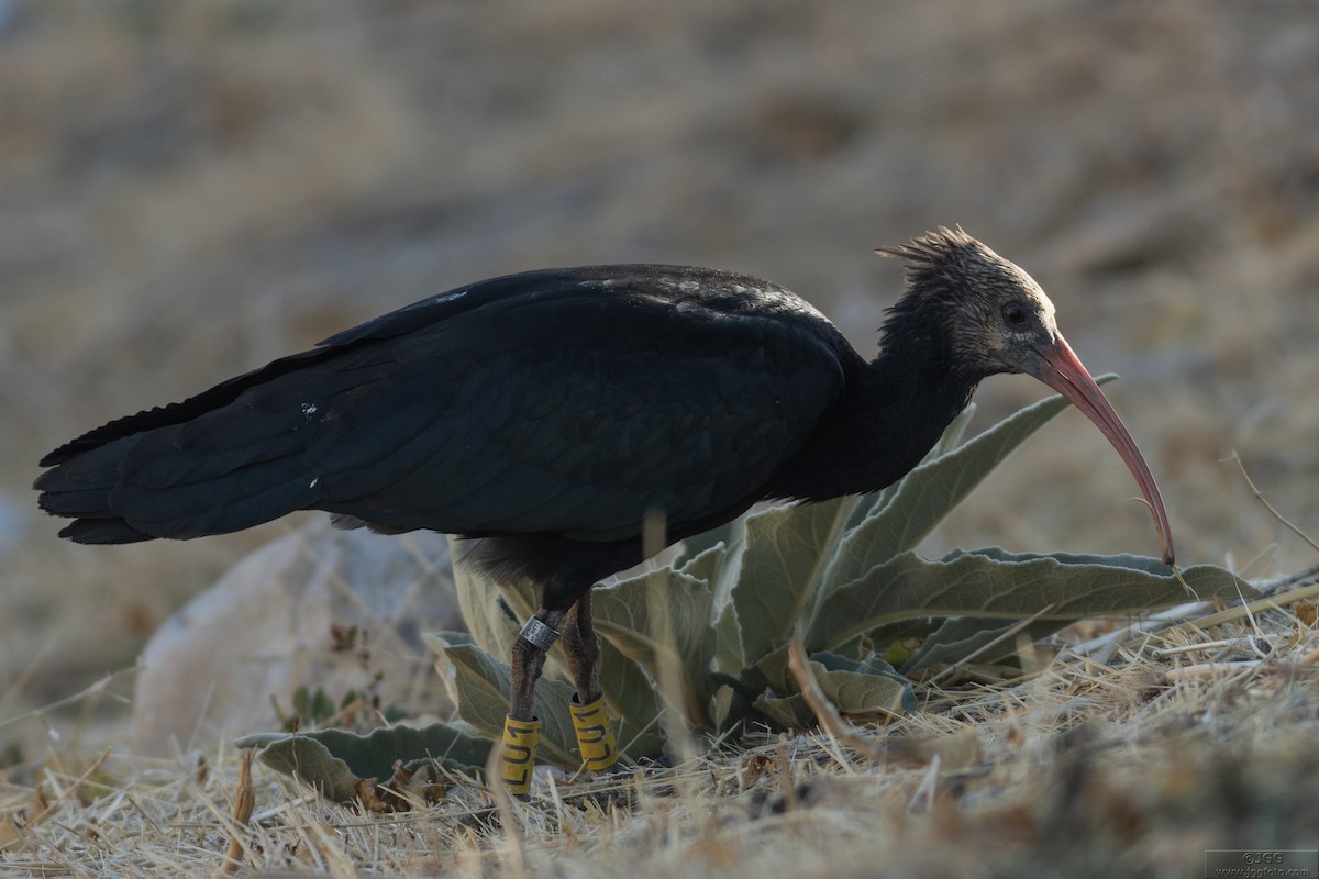 Northern Bald Ibis - ML645947687