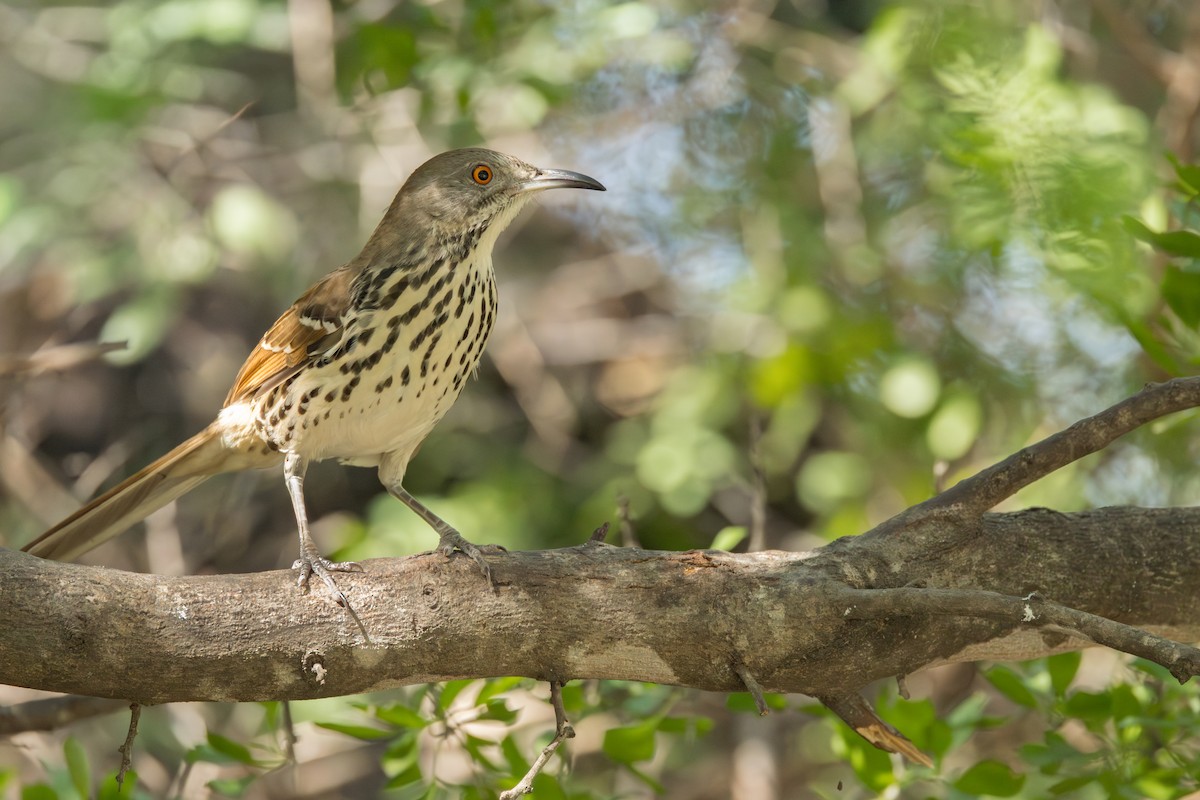 Long-billed Thrasher - ML645947688