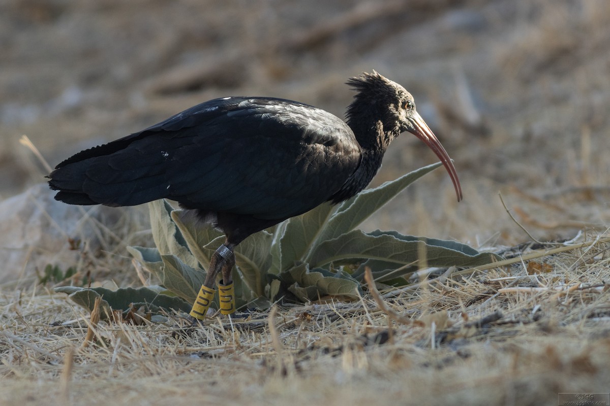 Northern Bald Ibis - ML645947689