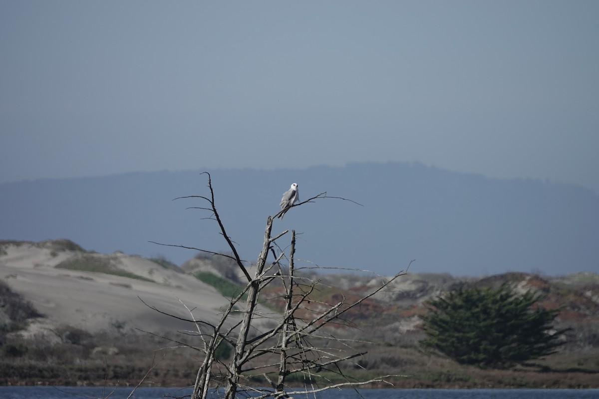 White-tailed Kite - ML645947690