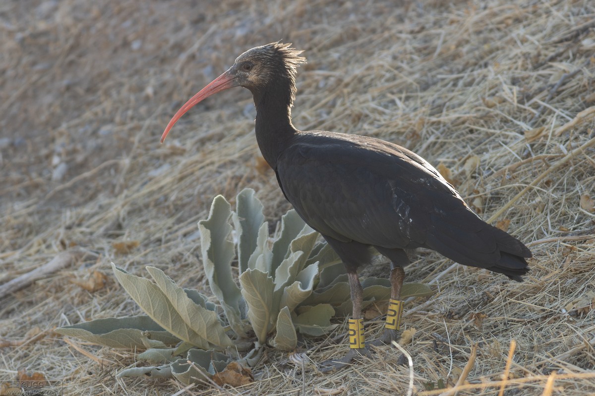 Northern Bald Ibis - ML645947691