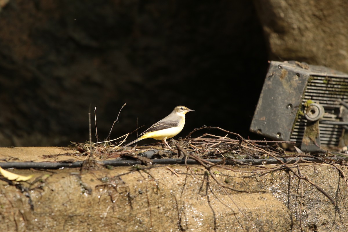 Gray Wagtail - ML645947693