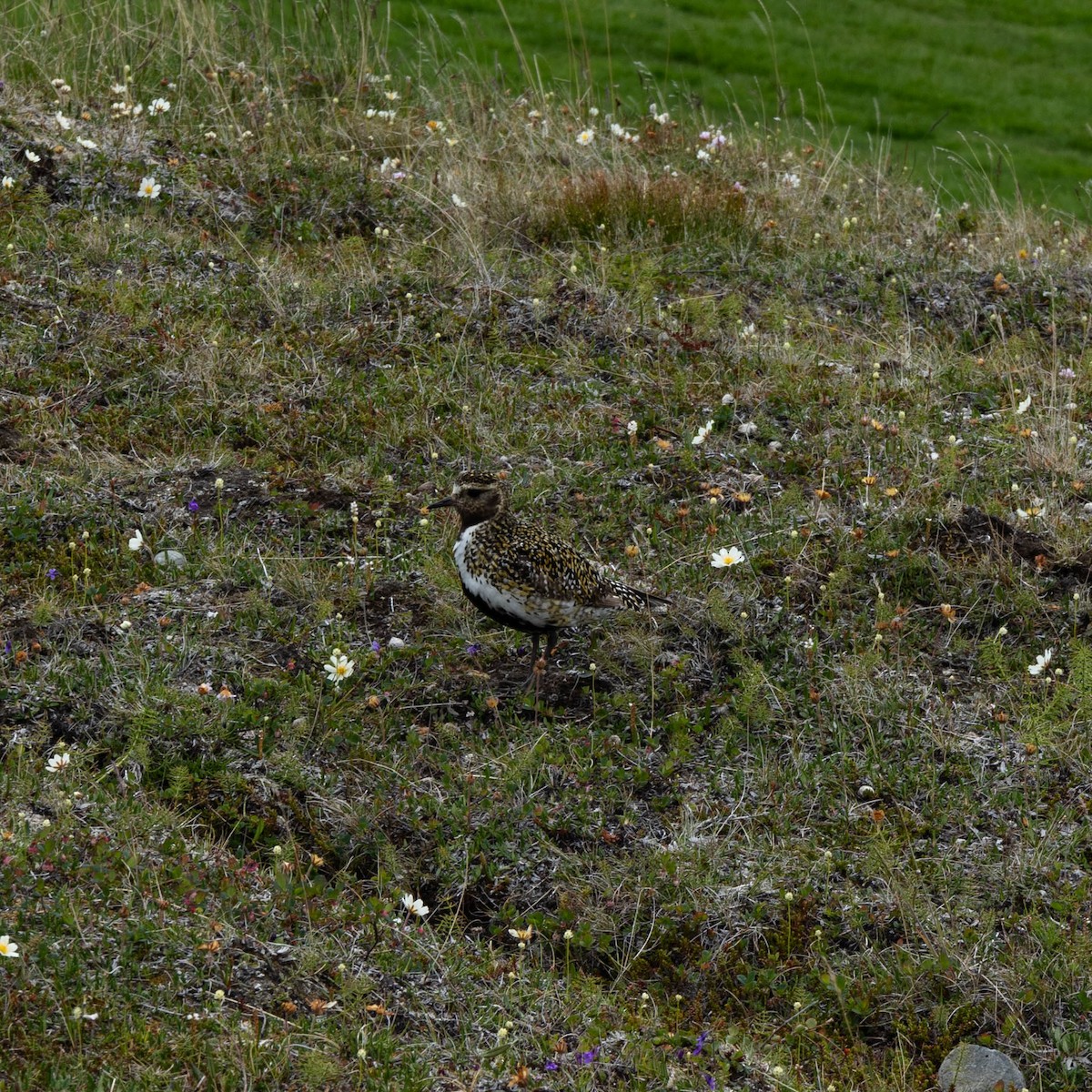 European Golden-Plover - ML645947698
