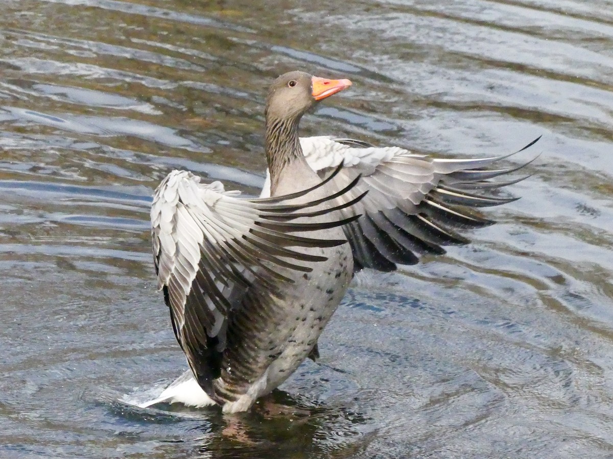 Graylag Goose - ML645947700