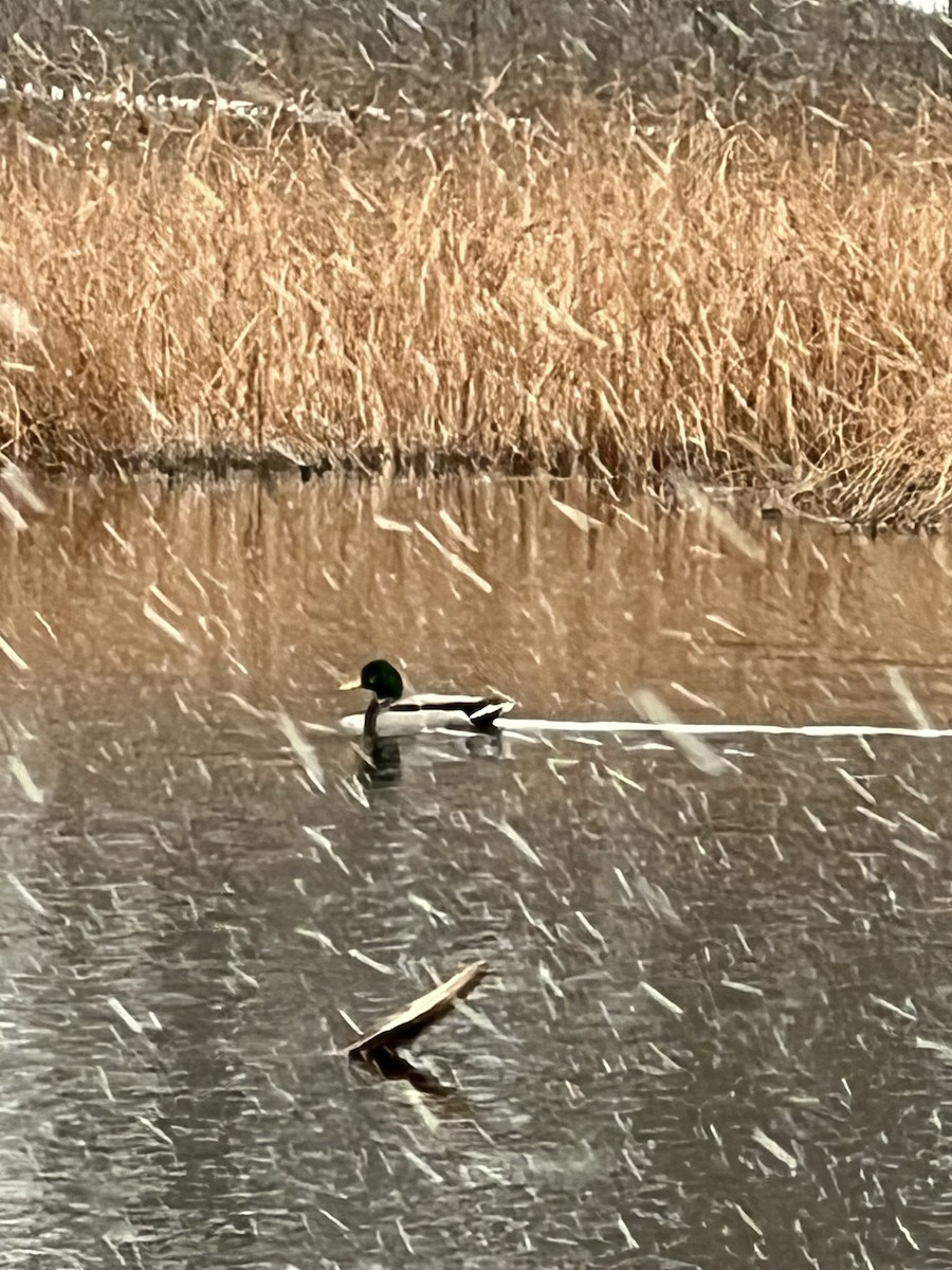 Mallard - ML645947701