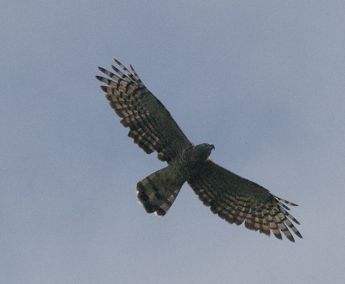 Hook-billed Kite - ML645947703