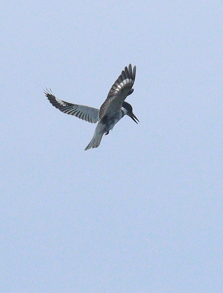 Belted Kingfisher - ML645947705