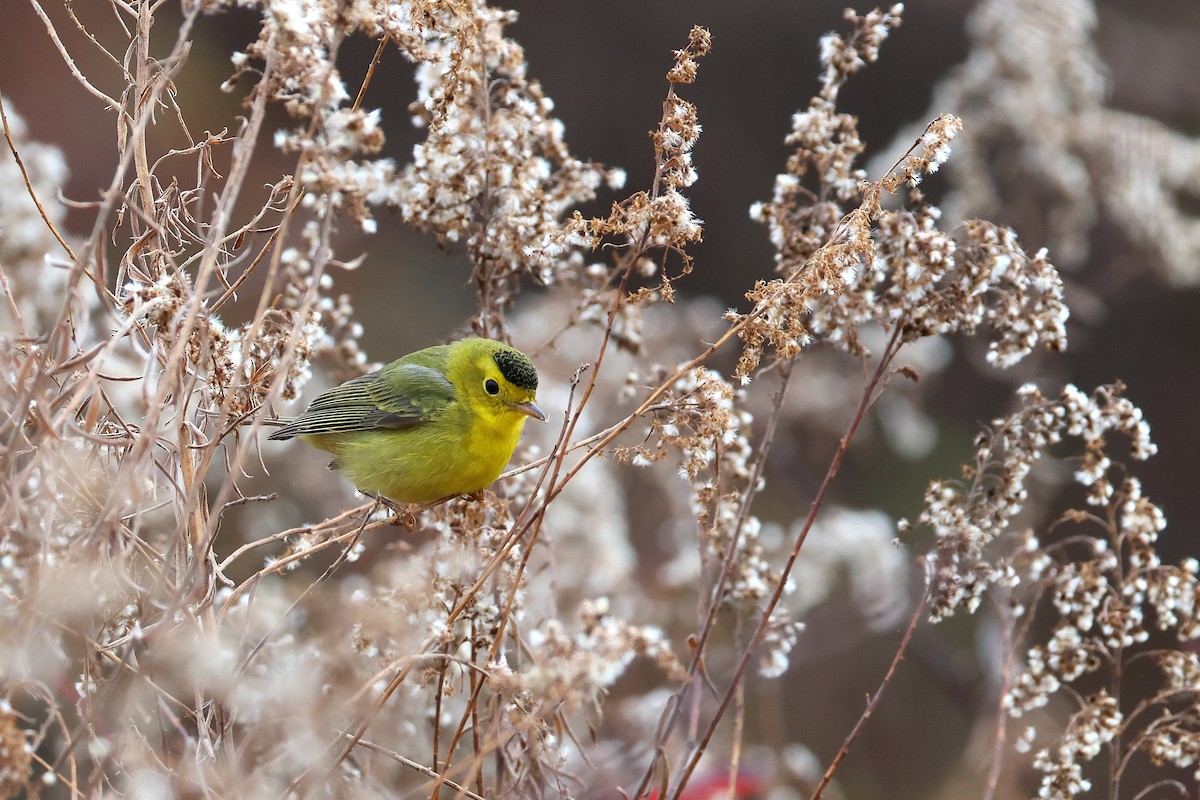 Wilson's Warbler - ML645947706