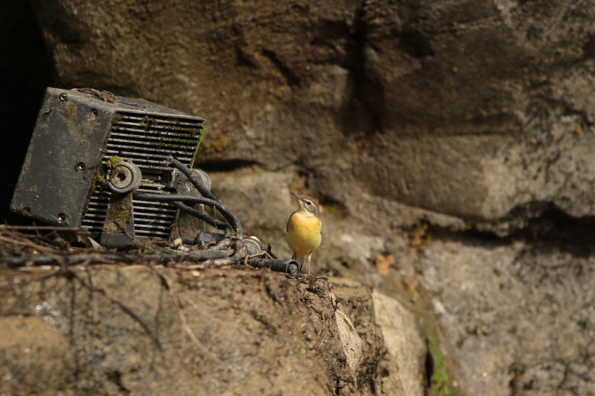 Gray Wagtail - ML645947708