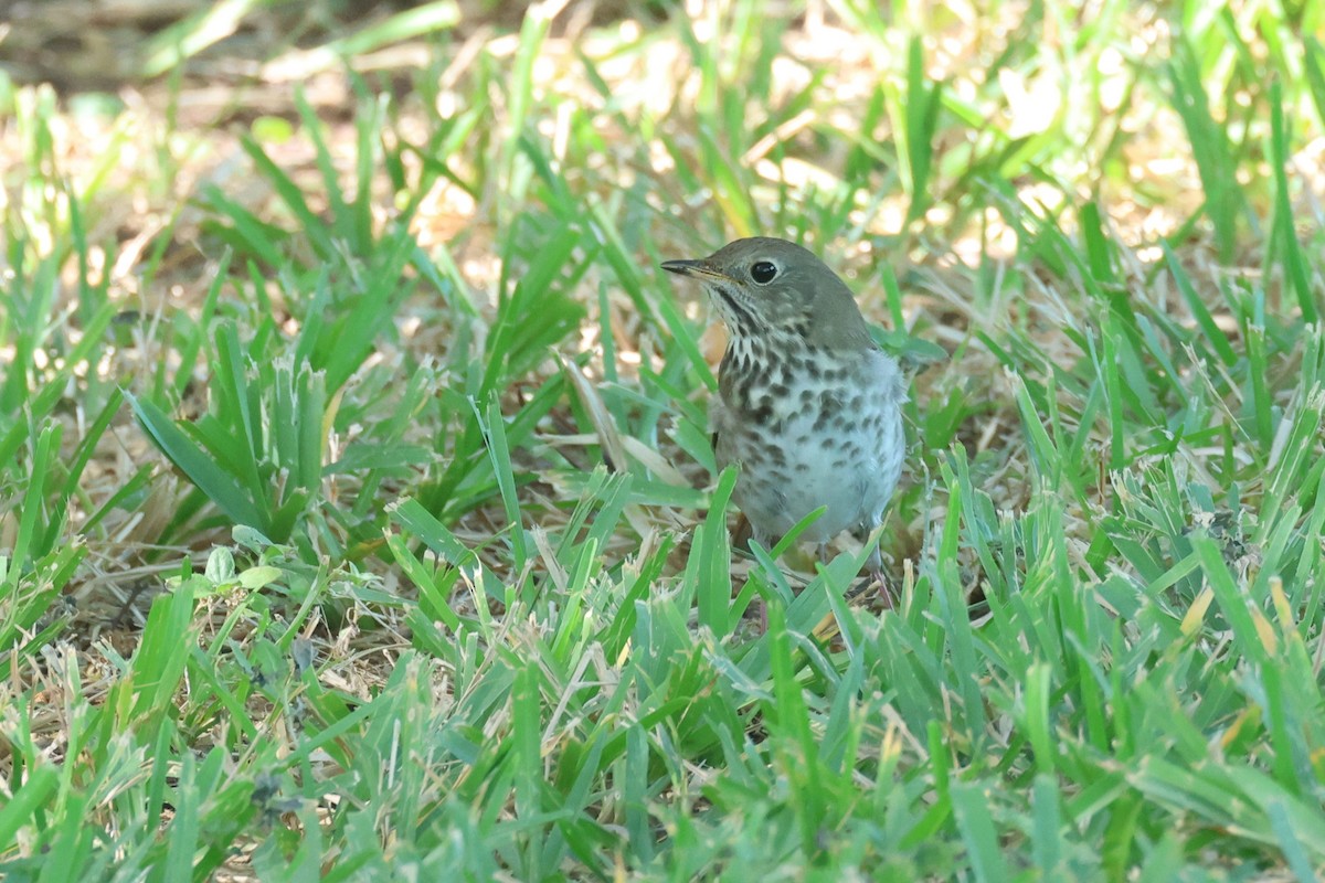 Hermit Thrush - ML645947709