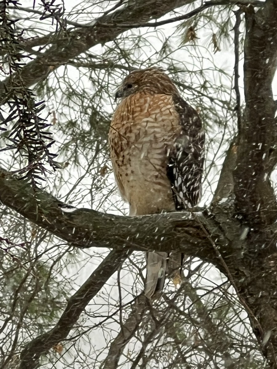 Red-shouldered Hawk - ML645947711