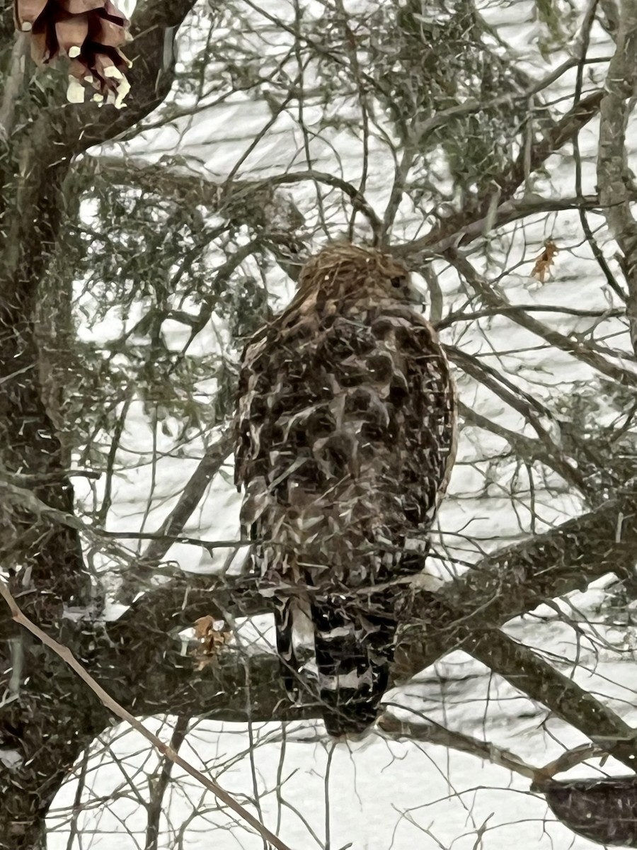 Red-shouldered Hawk - ML645947712